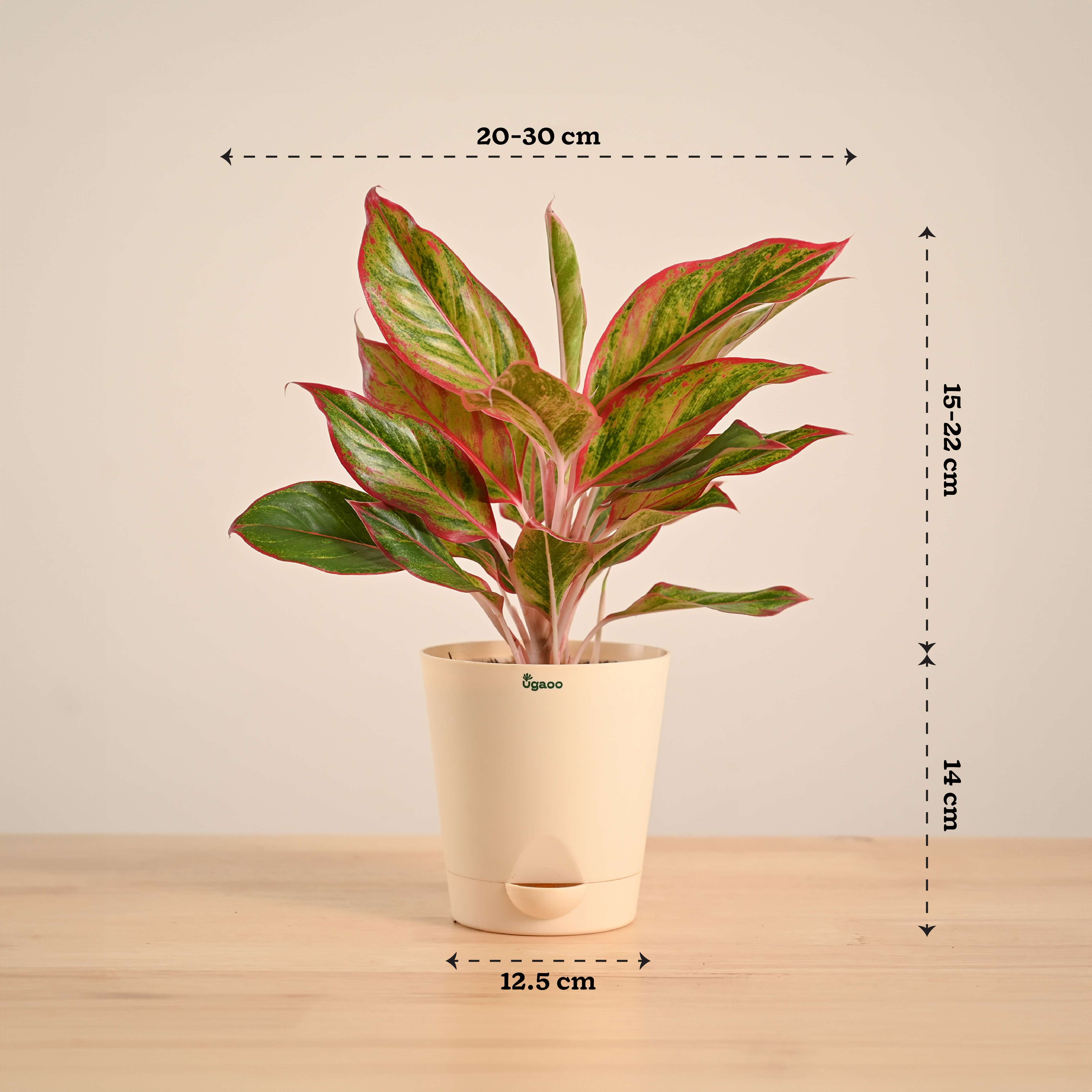 Aglaonema Red Plant - Image 55