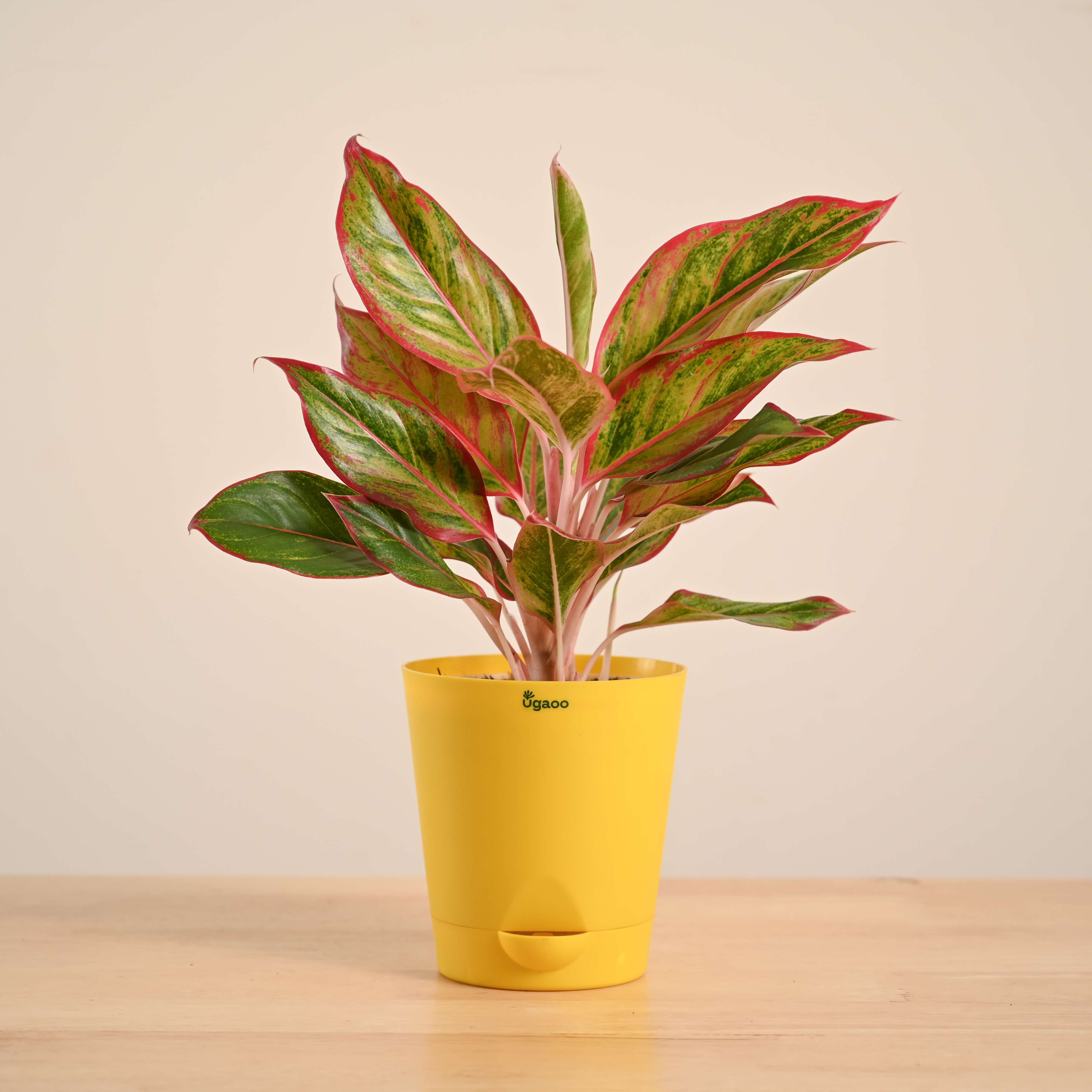 Aglaonema Red Plant - Image 60