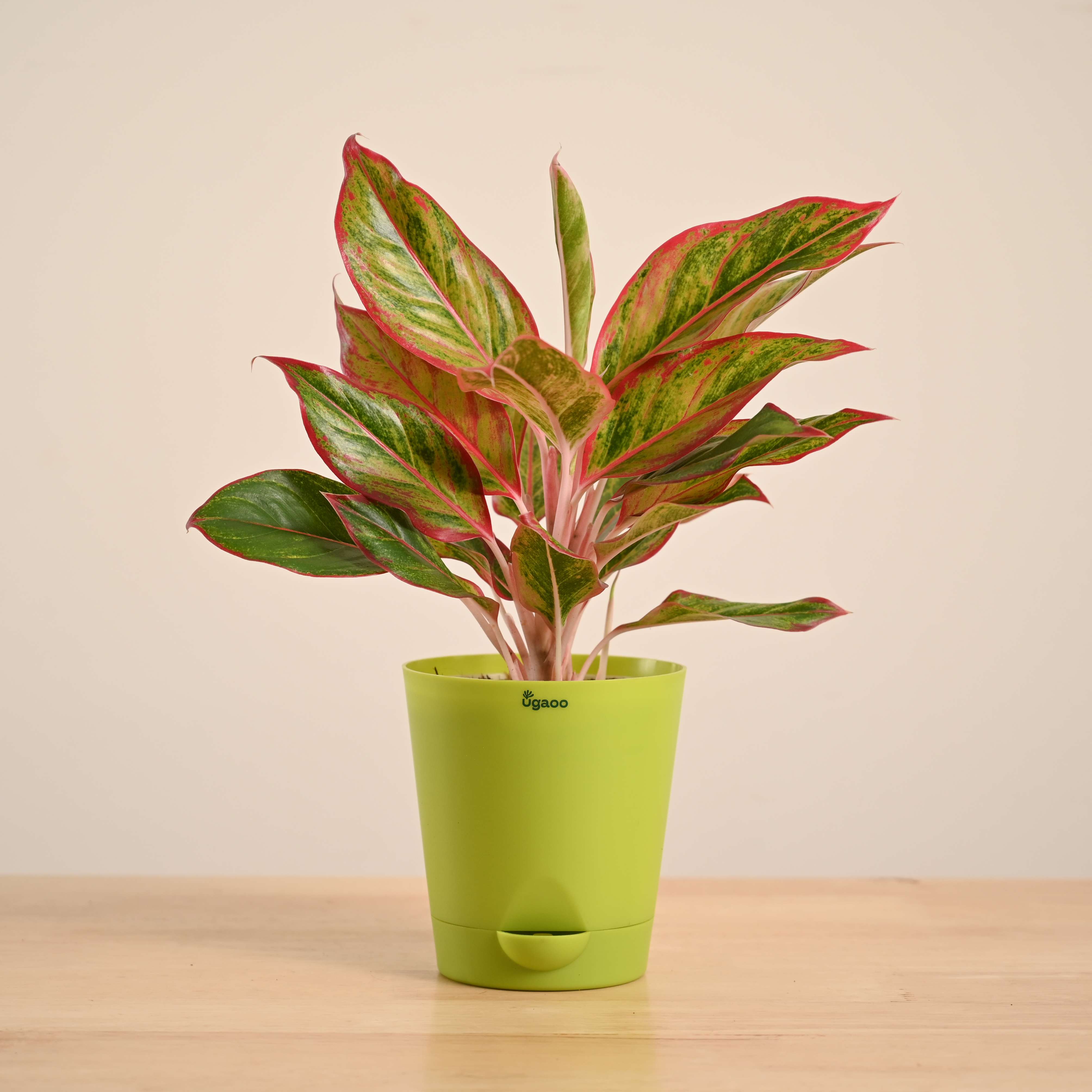 Aglaonema Red Plant - Image 64