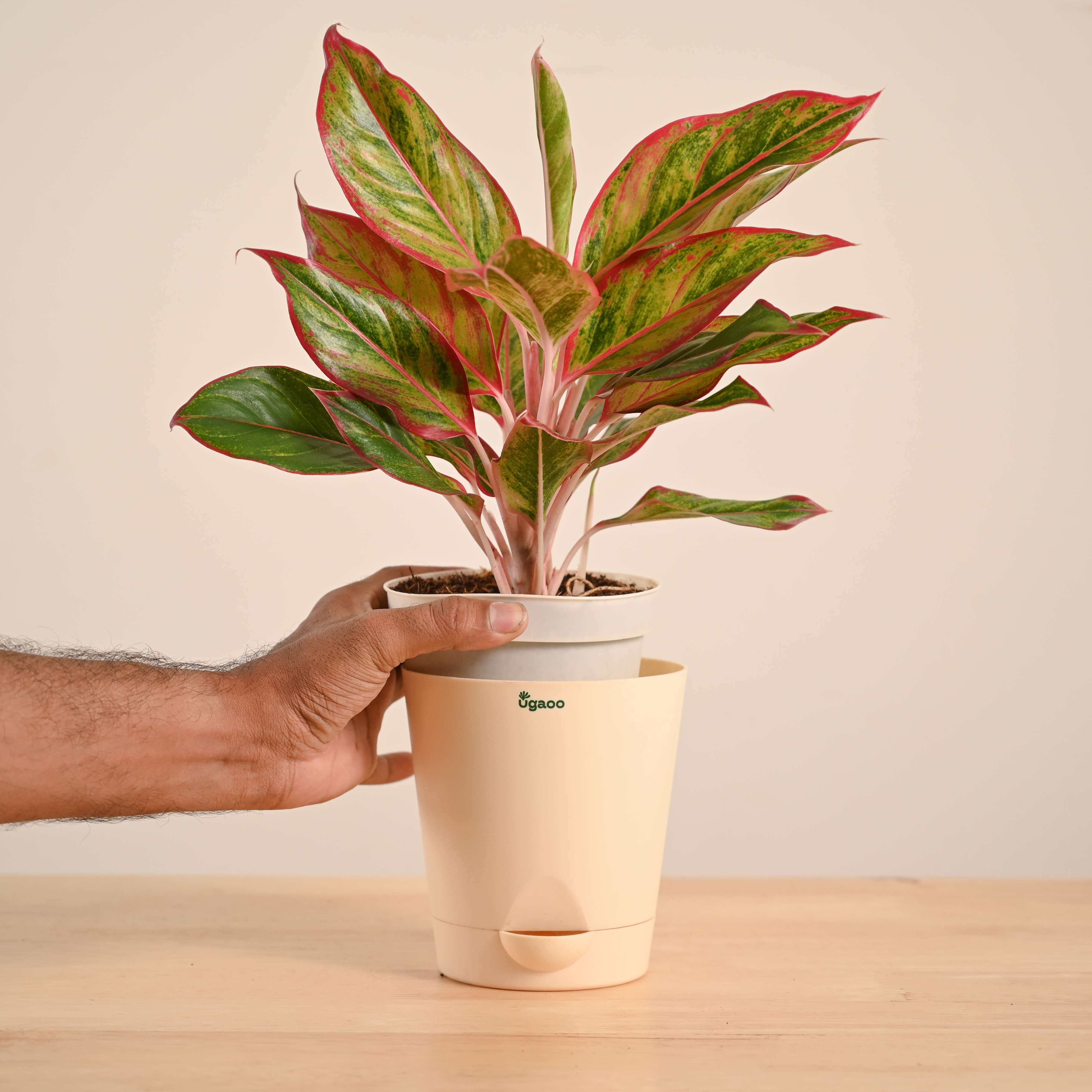 Aglaonema Red Plant - Image 66