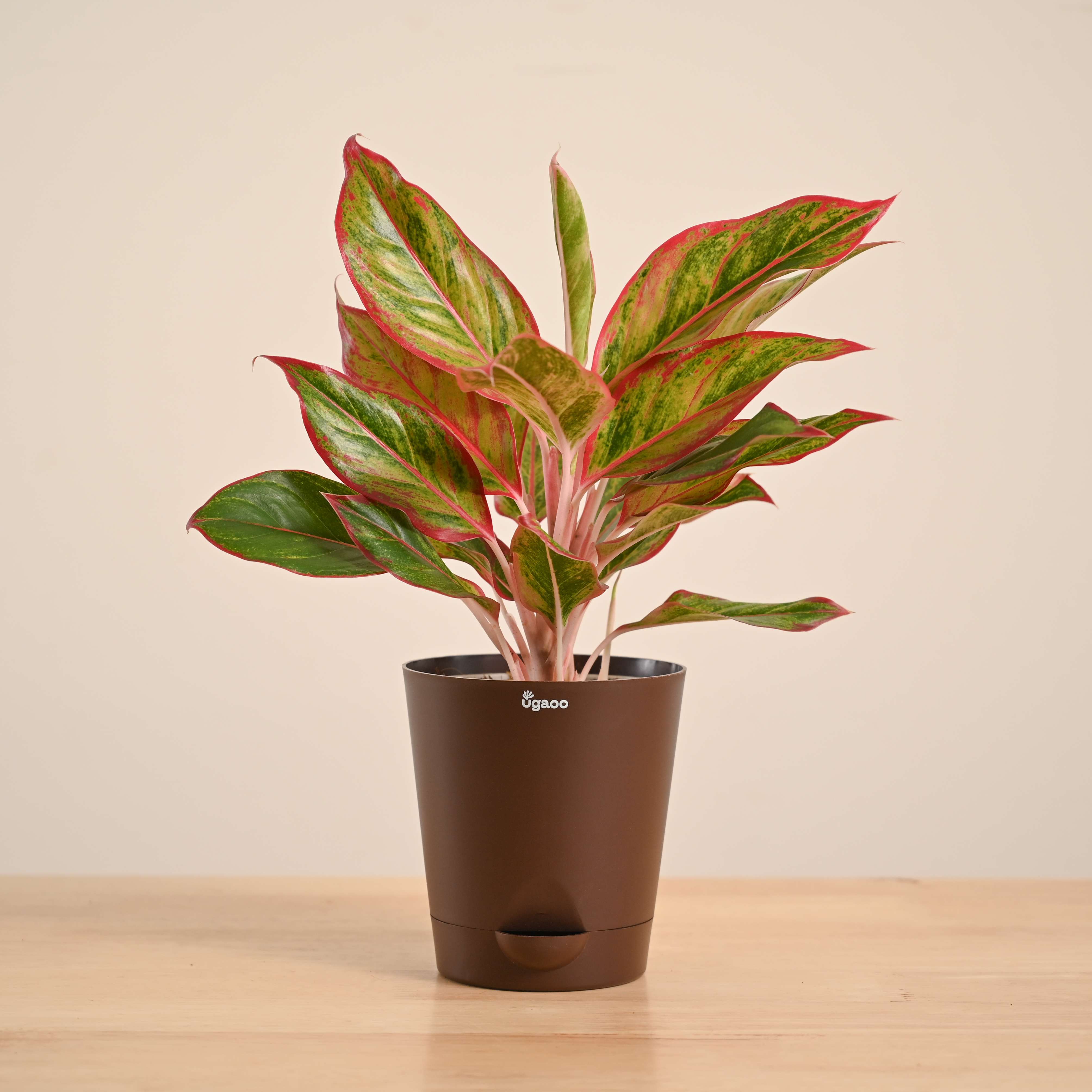 Aglaonema Red Plant - Image 68