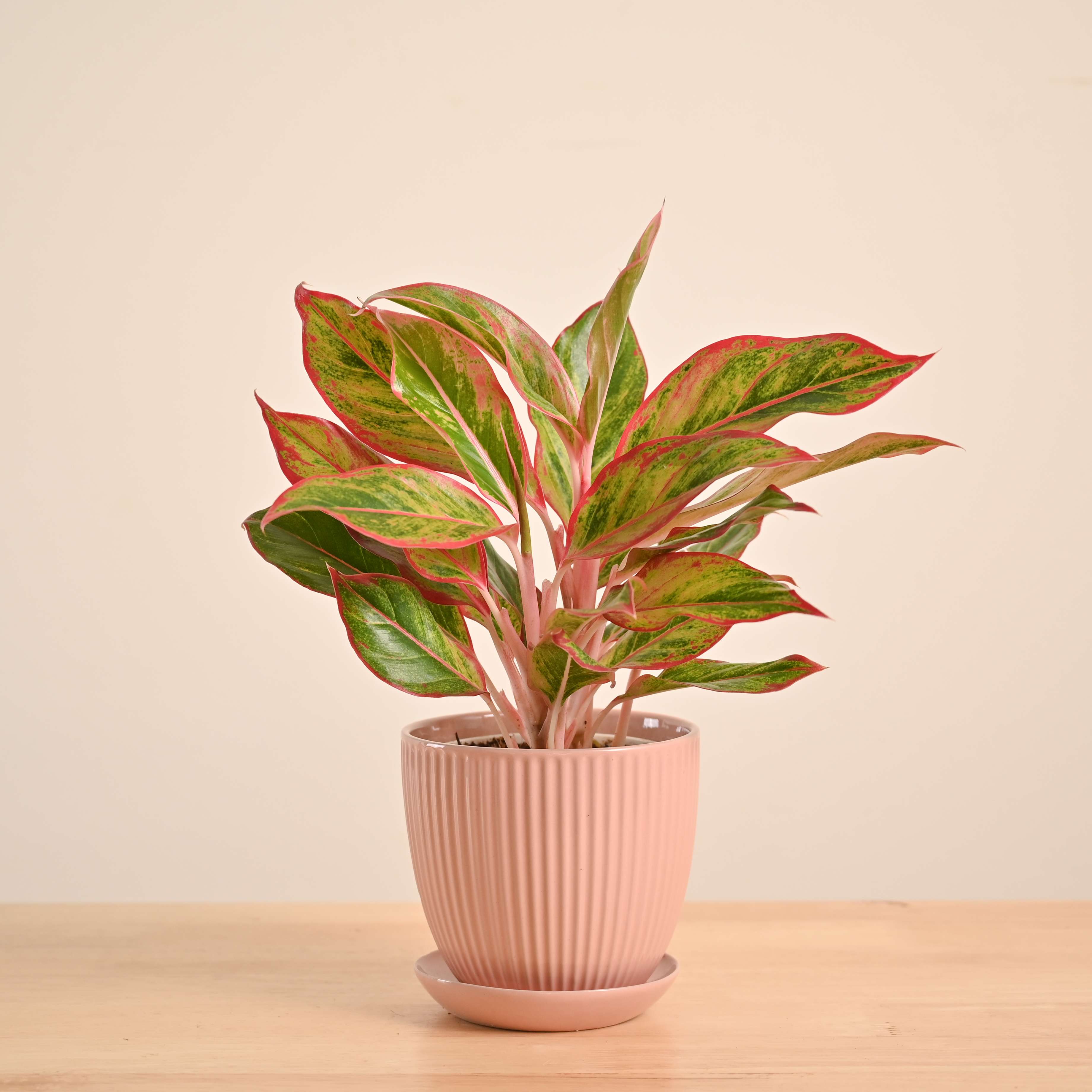 Aglaonema Red Plant - Image 72