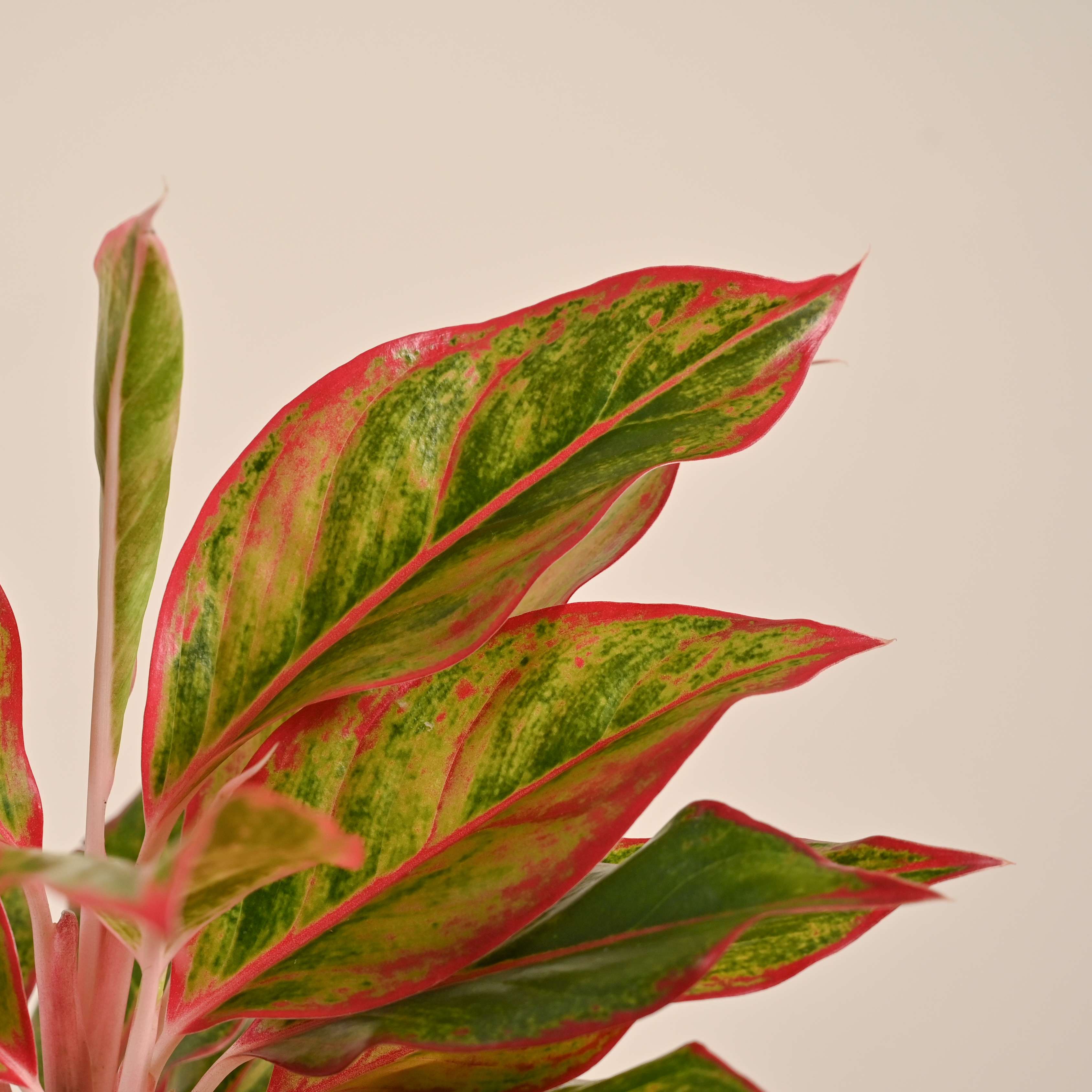 Aglaonema Red Plant - Image 73