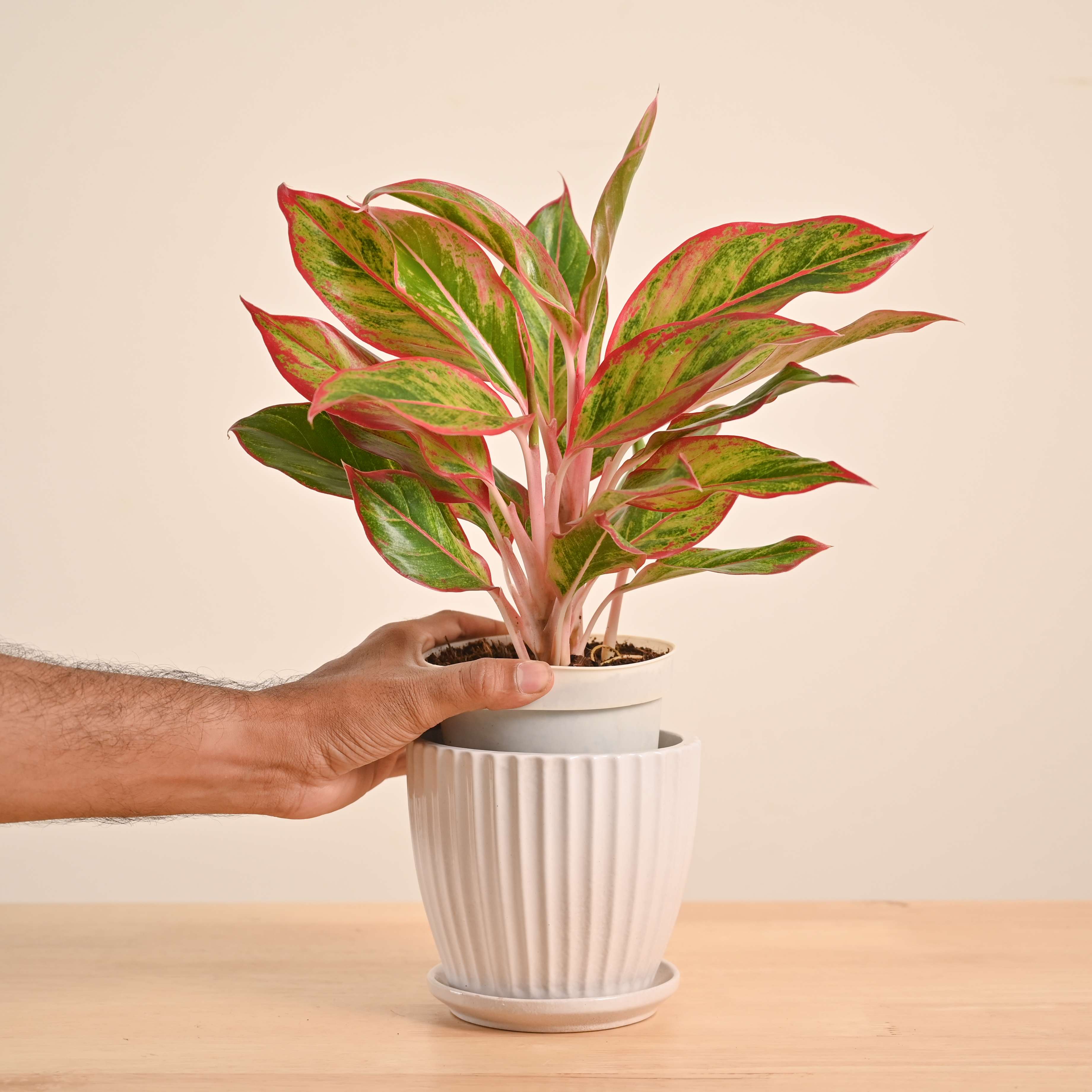 Aglaonema Red Plant - Image 74