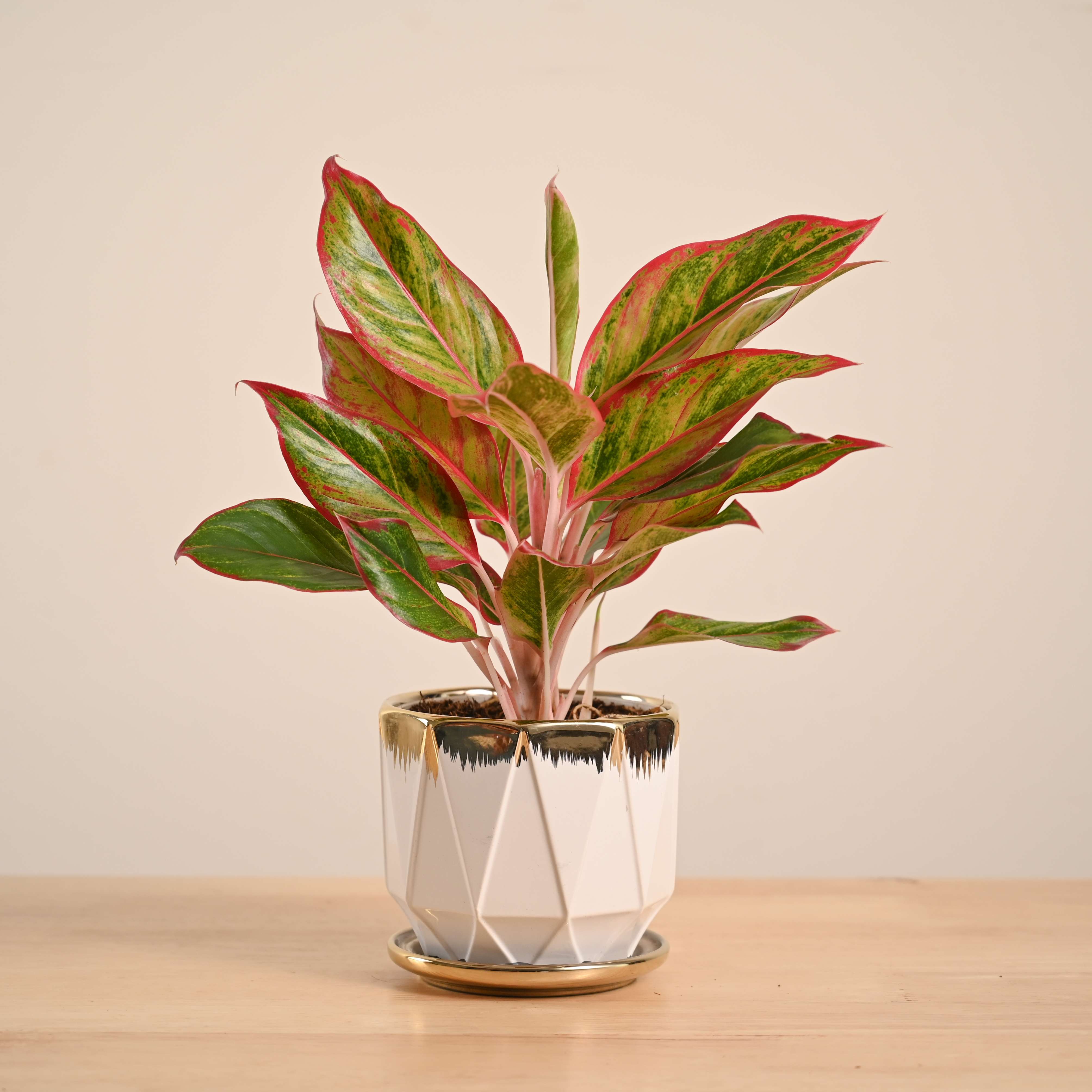 Aglaonema Red Plant - Image 76