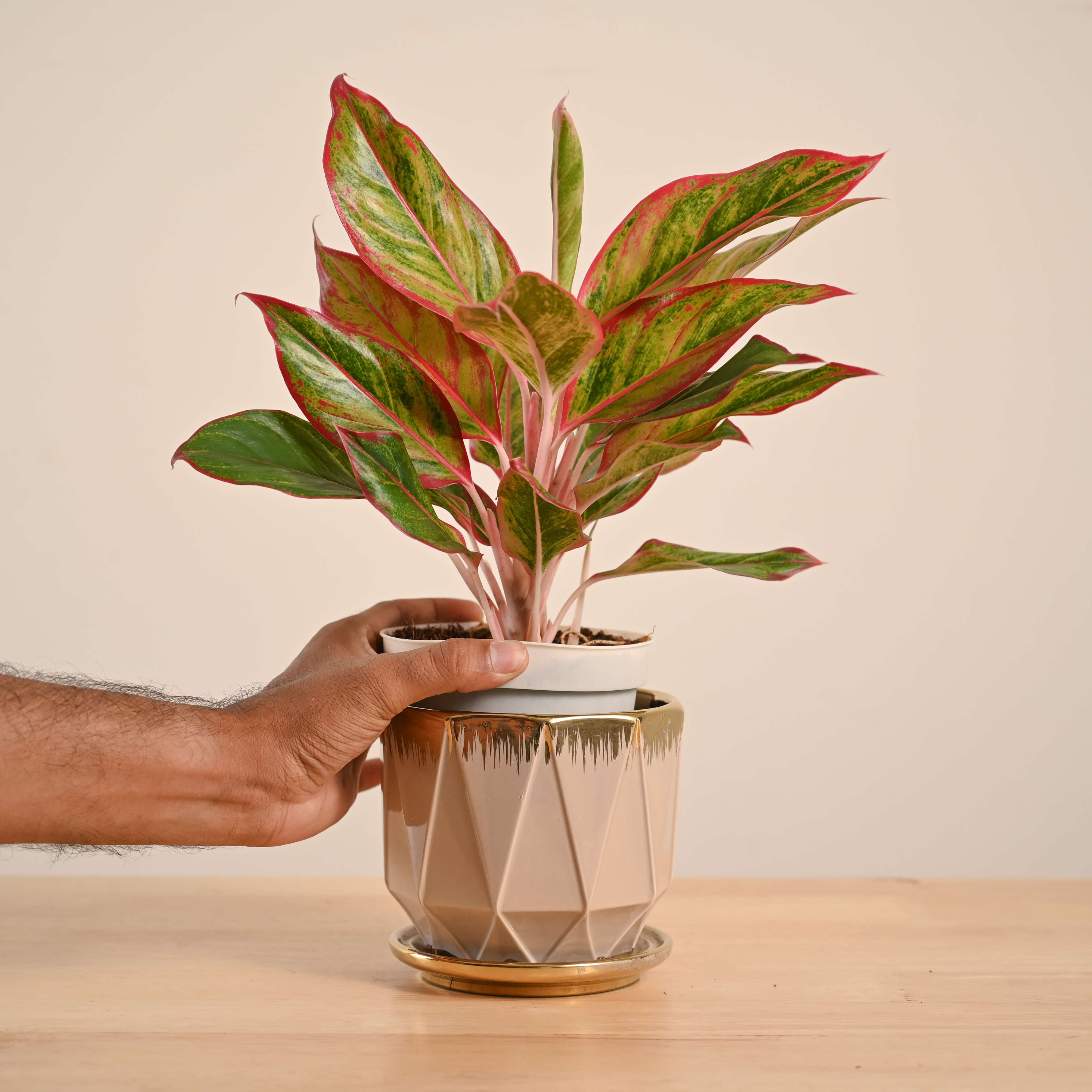 Aglaonema Red Plant - Image 78