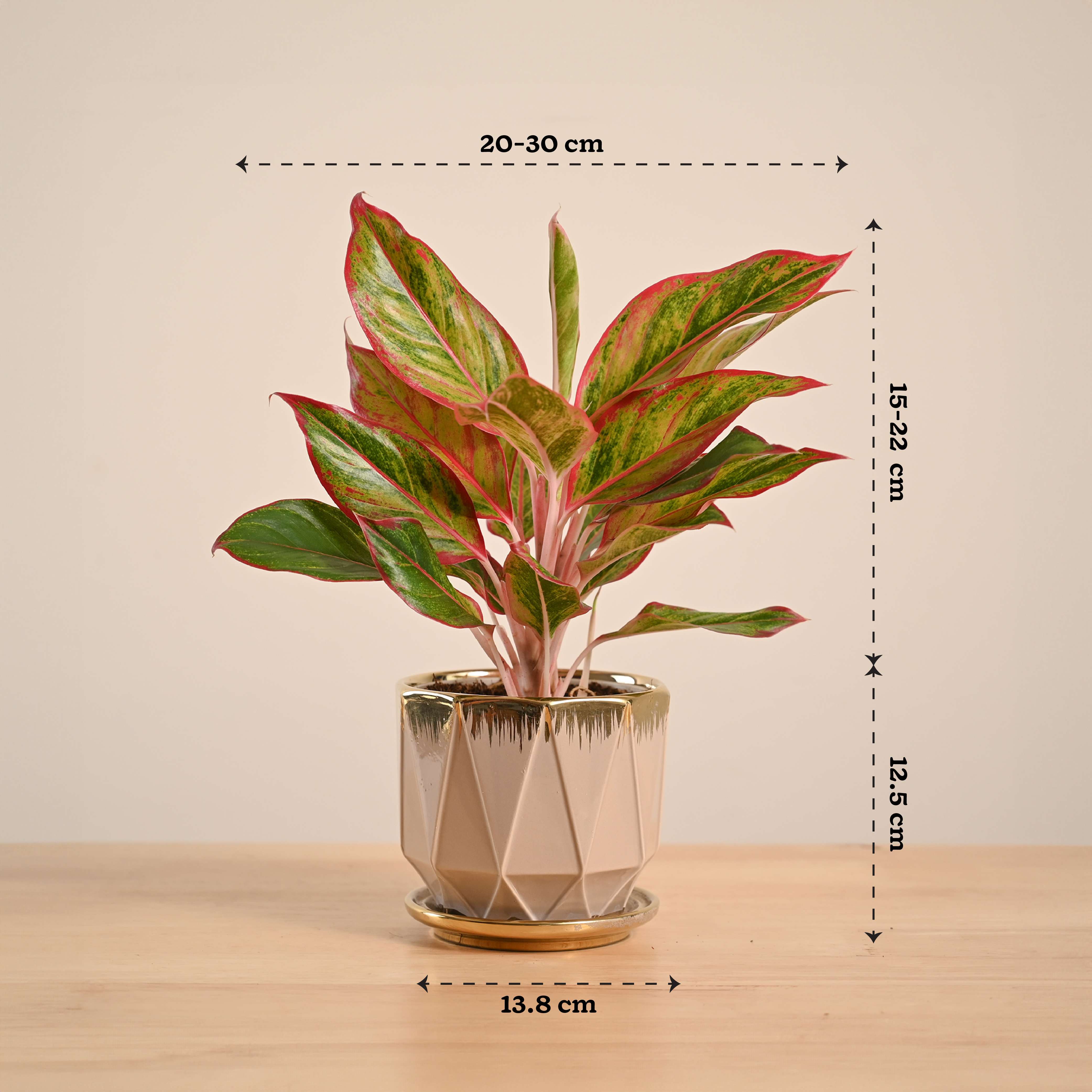 Aglaonema Red Plant - Image 79