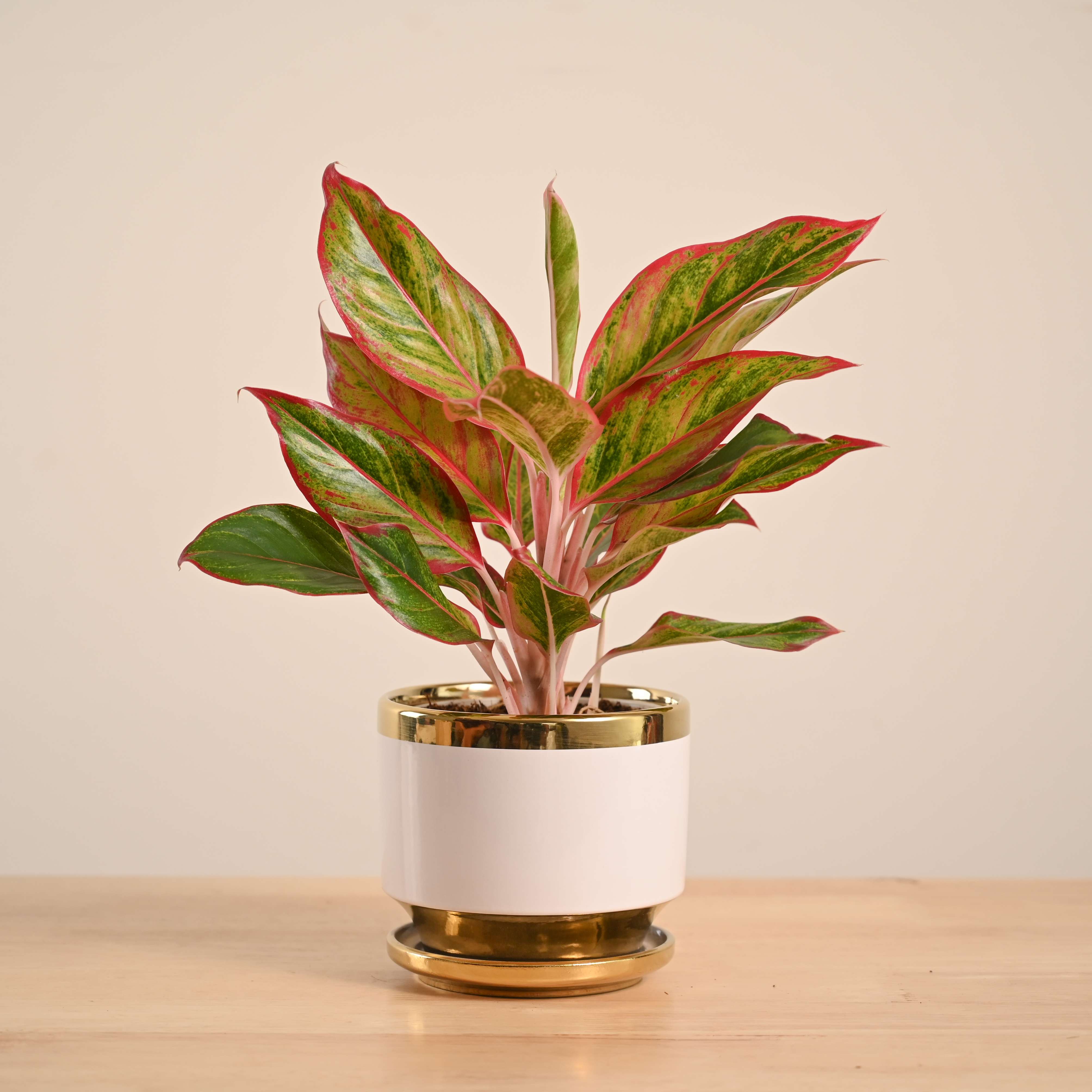Aglaonema Red Plant - Image 80
