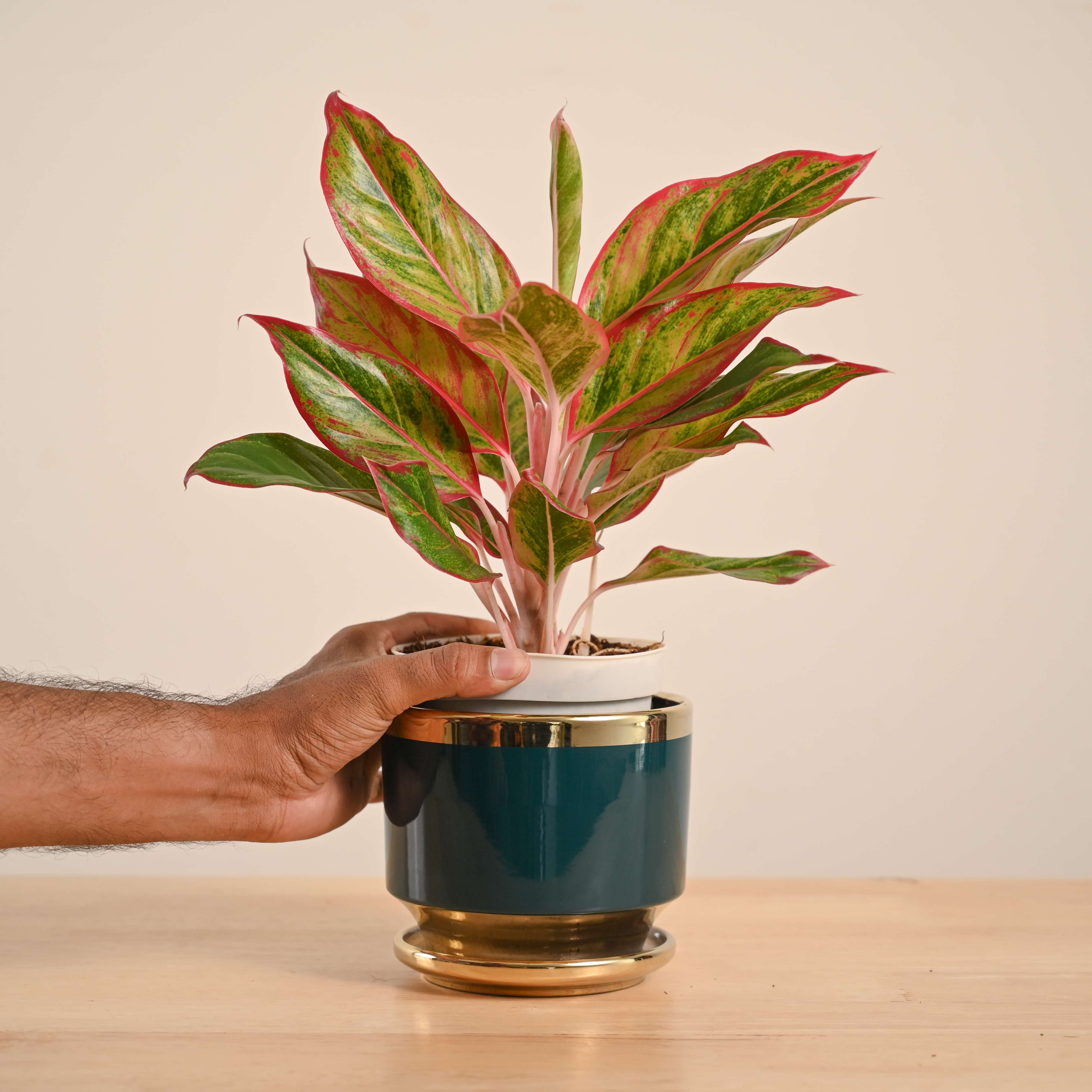 Aglaonema Red Plant - Image 82
