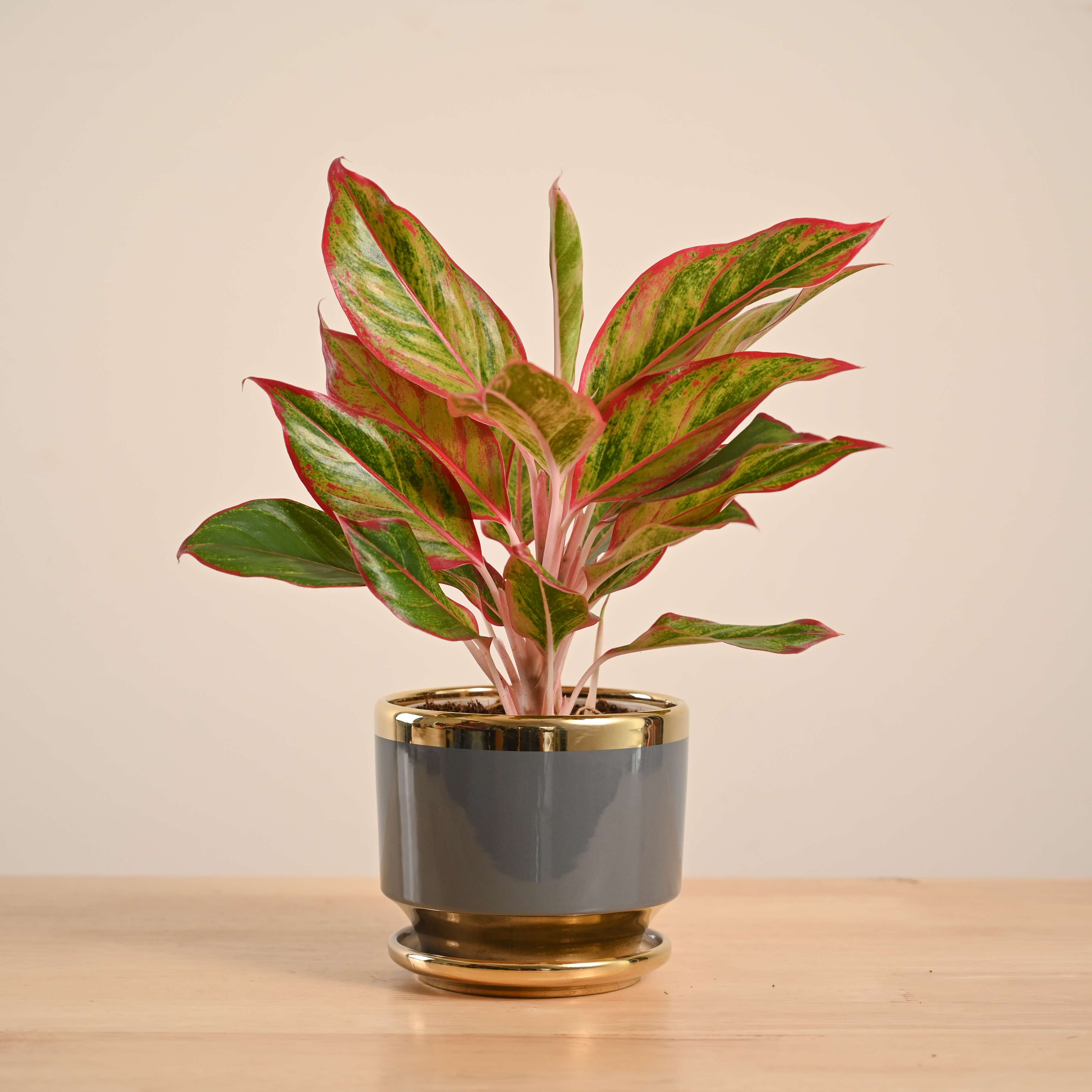 Aglaonema Red Plant - Image 83