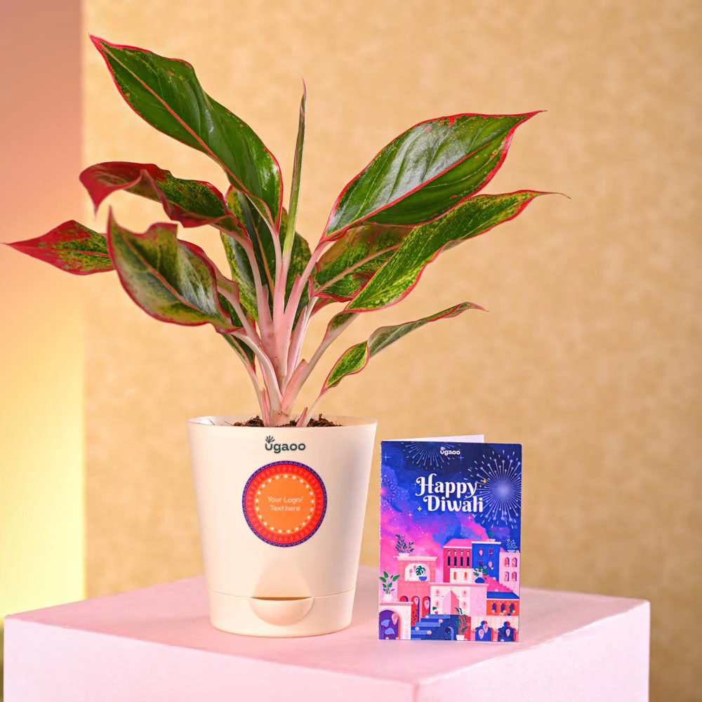 Aglaonema Red Plant Diwali Gift - Image 4