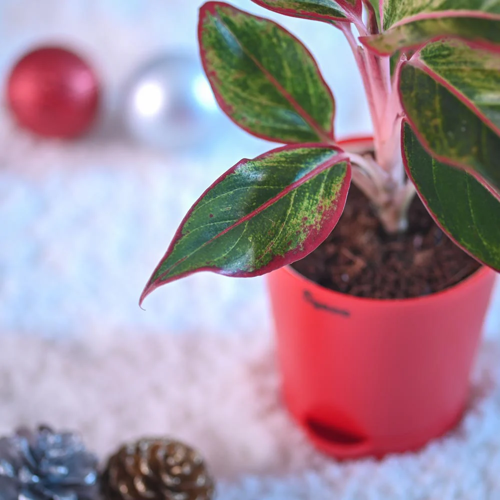 Aglaonema Red Plant for Christmas - Image 6