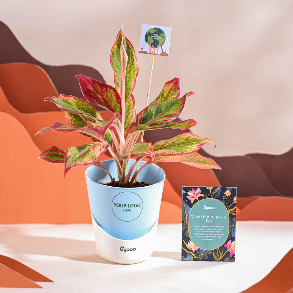 Aglaonema Red Plant For Environment Day Gifting - Image 19