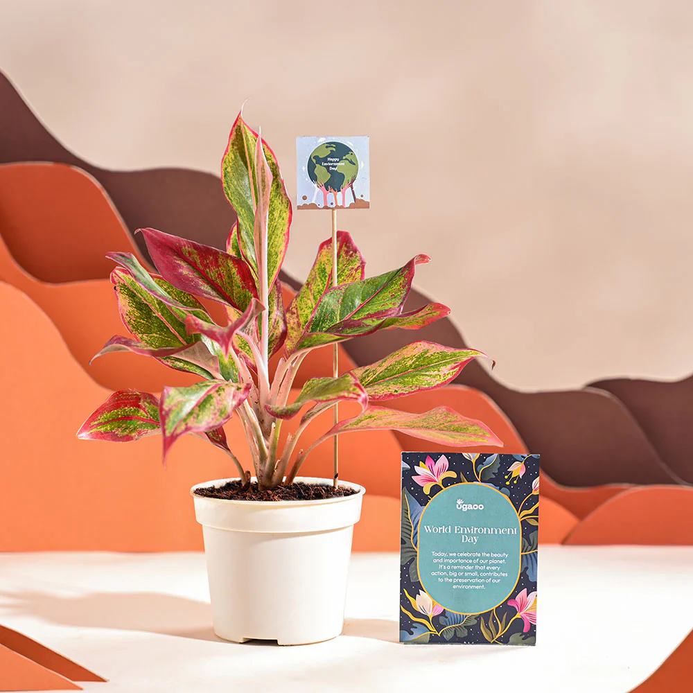 Aglaonema Red Plant For Environment Day Gifting - Image 20