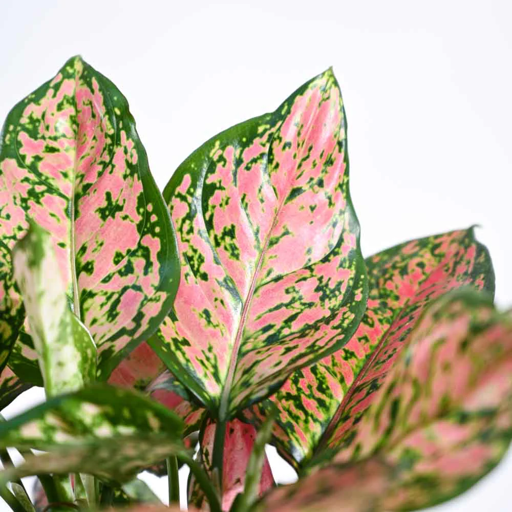 Aglaonema Red Plant For Environment Day Gifting - Image 24