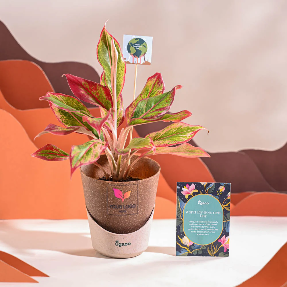 Aglaonema Red Plant For Environment Day Gifting - Image 31
