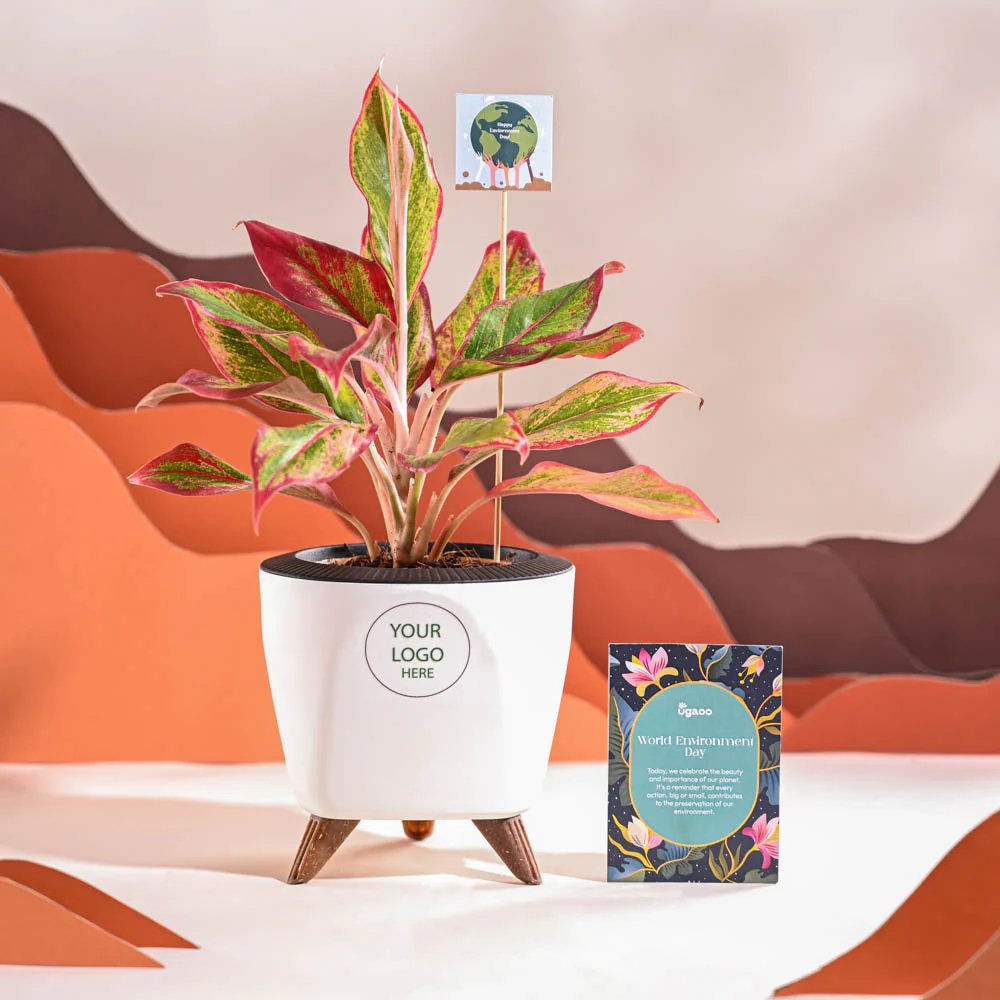 Aglaonema Red Plant For Environment Day Gifting - Image 37