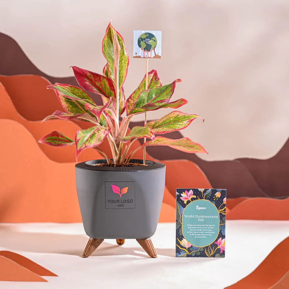 Aglaonema Red Plant For Environment Day Gifting - Image 43