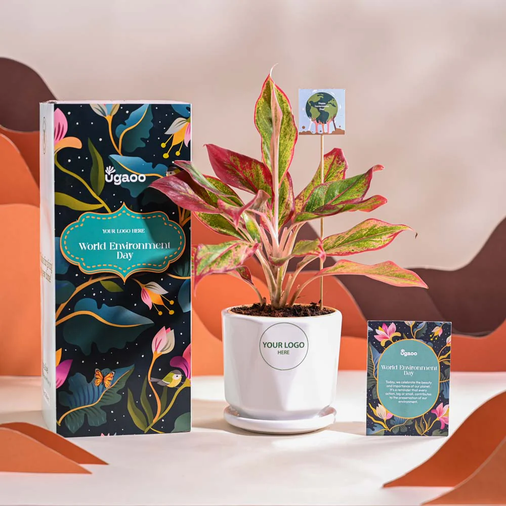 Aglaonema Red Plant For Environment Day Gifting - Image 49