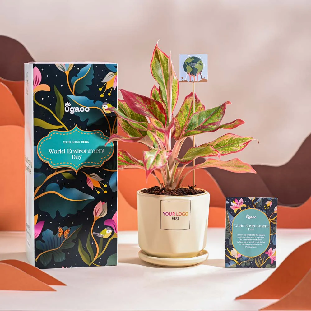 Aglaonema Red Plant For Environment Day Gifting - Image 61
