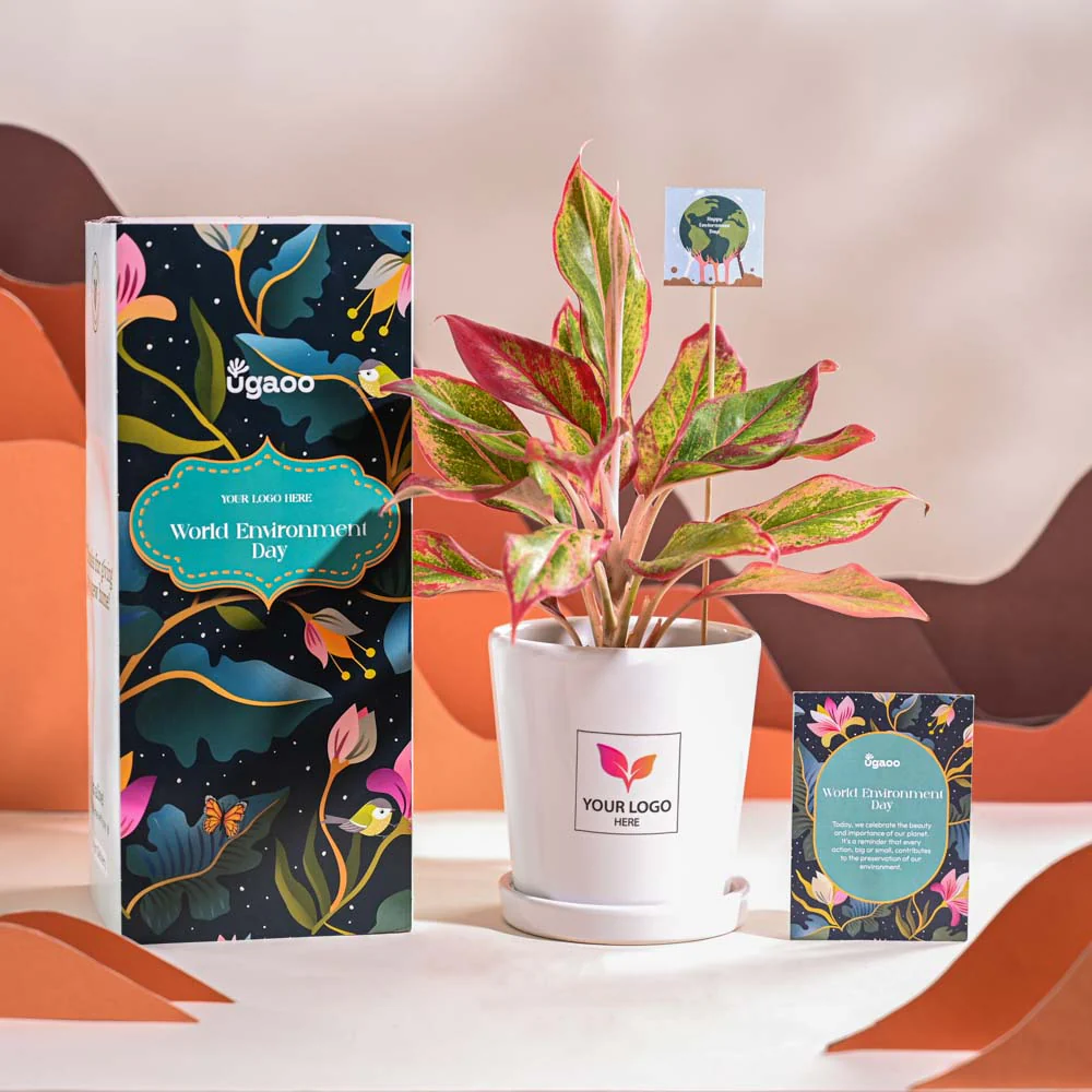 Aglaonema Red Plant For Environment Day Gifting - Image 67