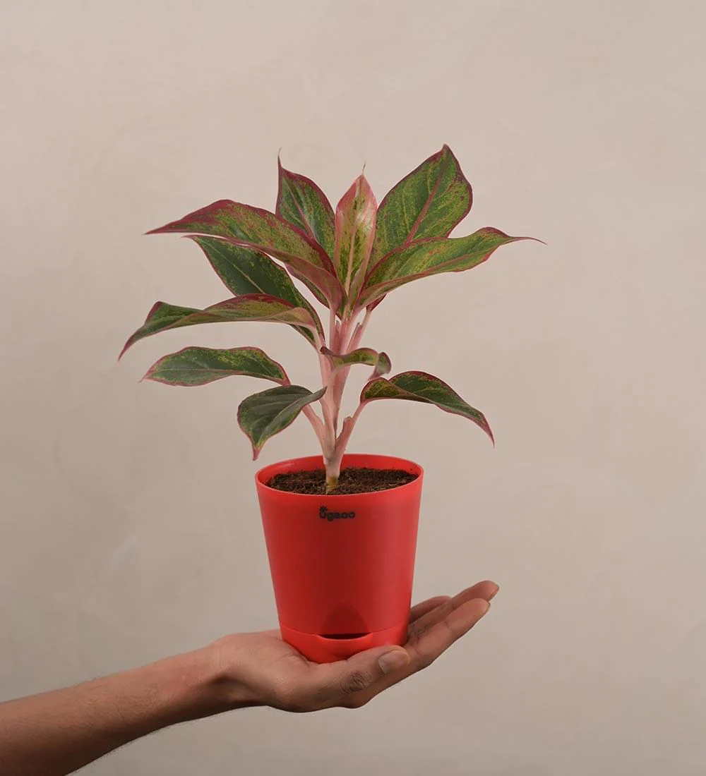 Aglaonema Red Plant Gift Hamper - Image 4