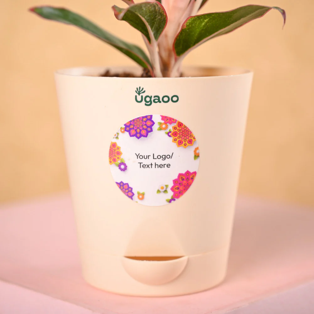 Aglaonema Red Plant & Nutki Gift Hamper - Image 3