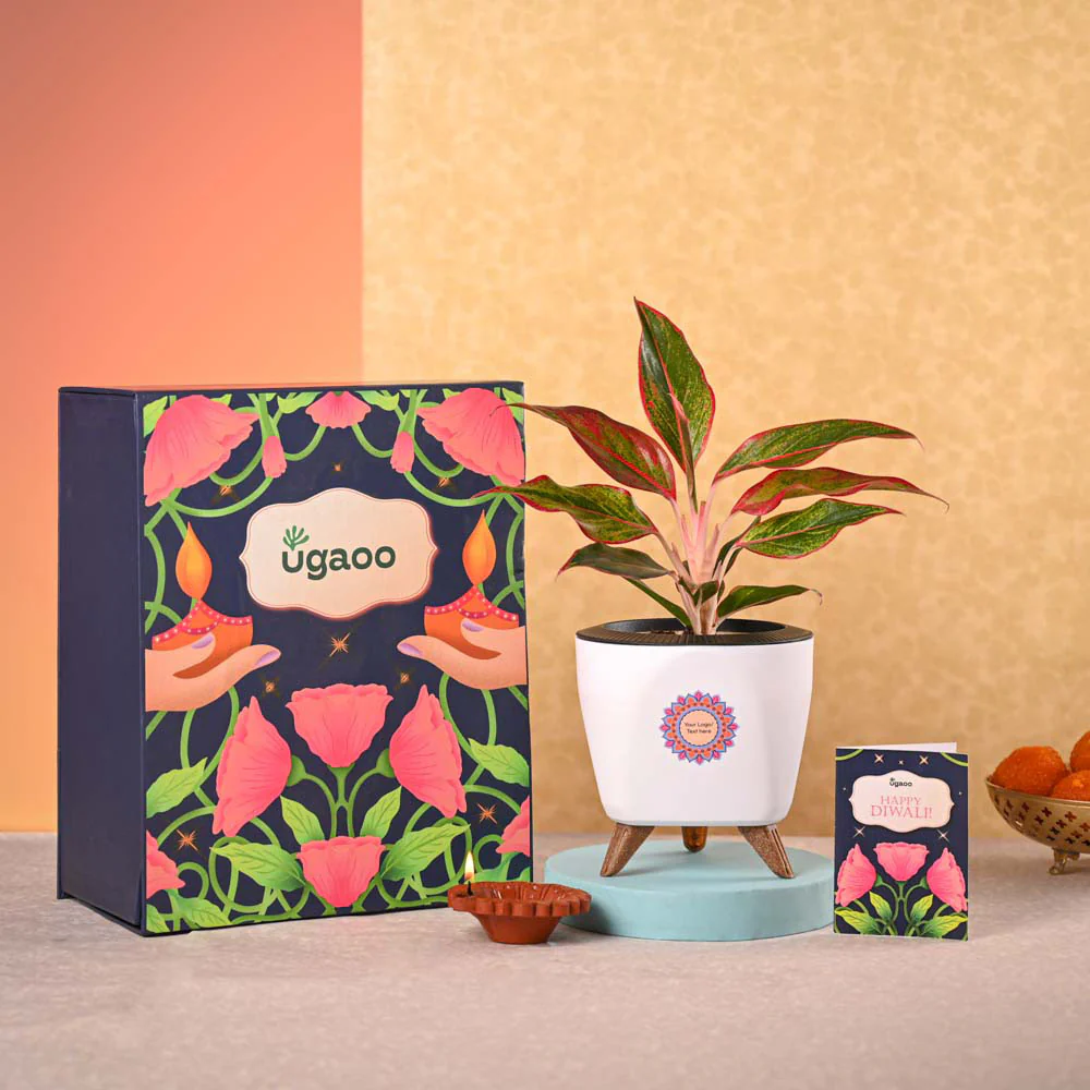 Aglaonema Red Plant & Phool Diwali Gift Hamper - Image 2