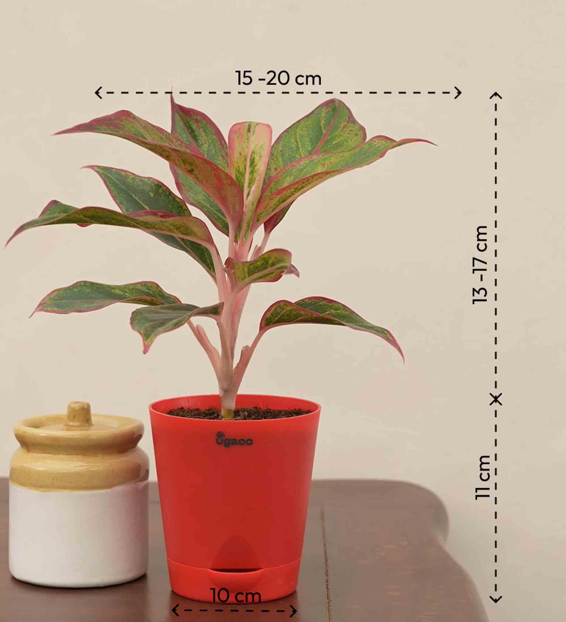 Aglaonema Red Plant - Small Gift Hamper - Image 3