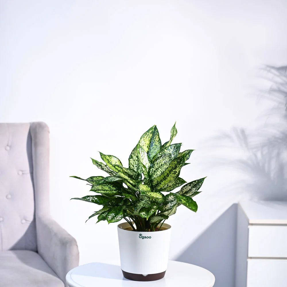 Aglaonema Snow White Plant - Image 13