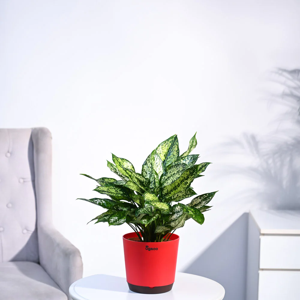 Aglaonema Snow White Plant - Image 21