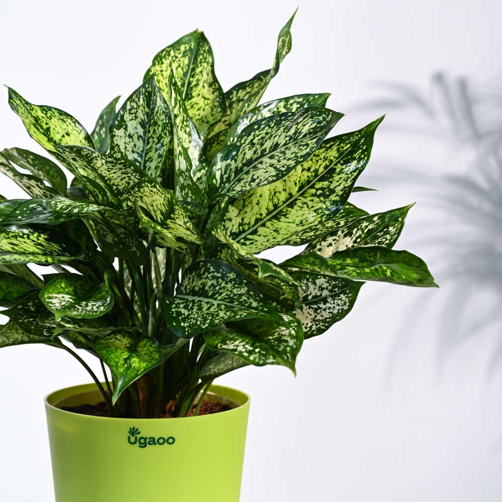 Aglaonema Snow White Plant - Image 3
