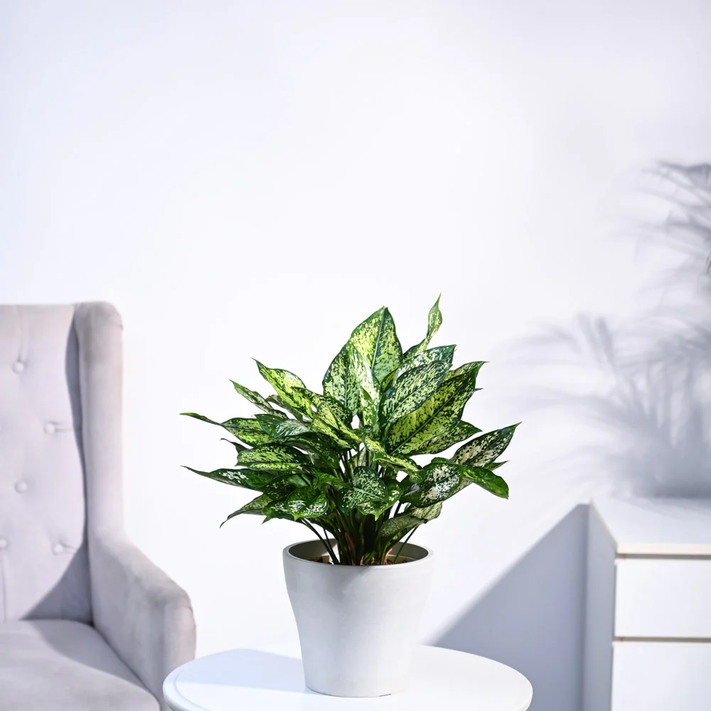 Aglaonema Snow White Plant - Image 33