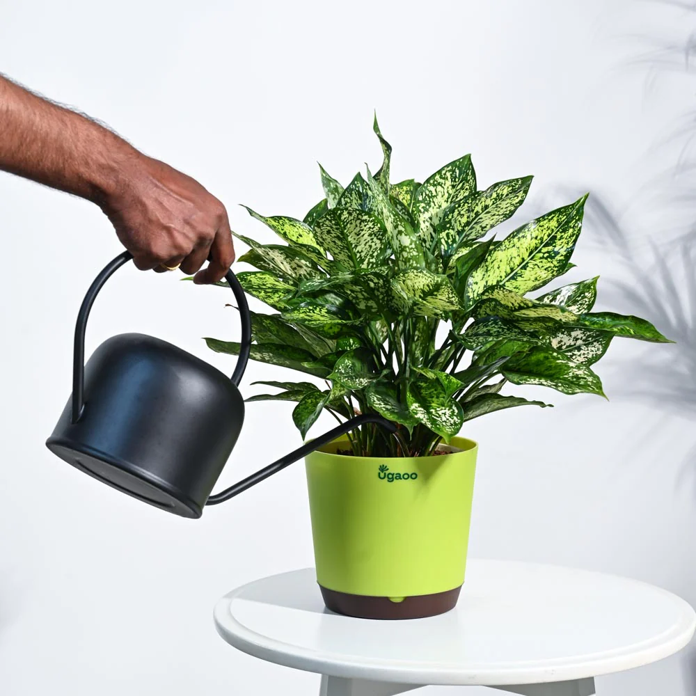 Aglaonema Snow White Plant - Image 36