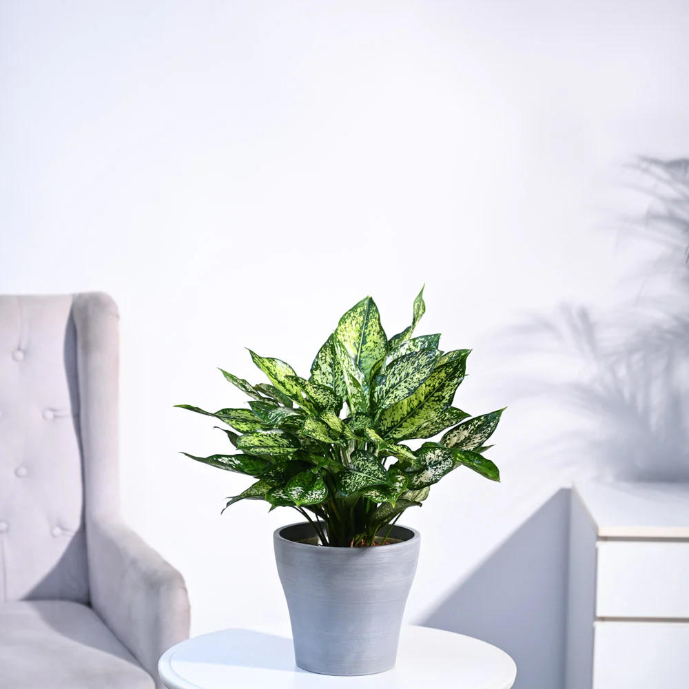 Aglaonema Snow White Plant - Image 37