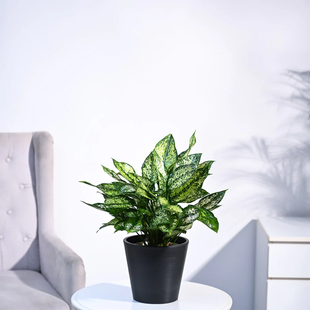 Aglaonema Snow White Plant - Image 41