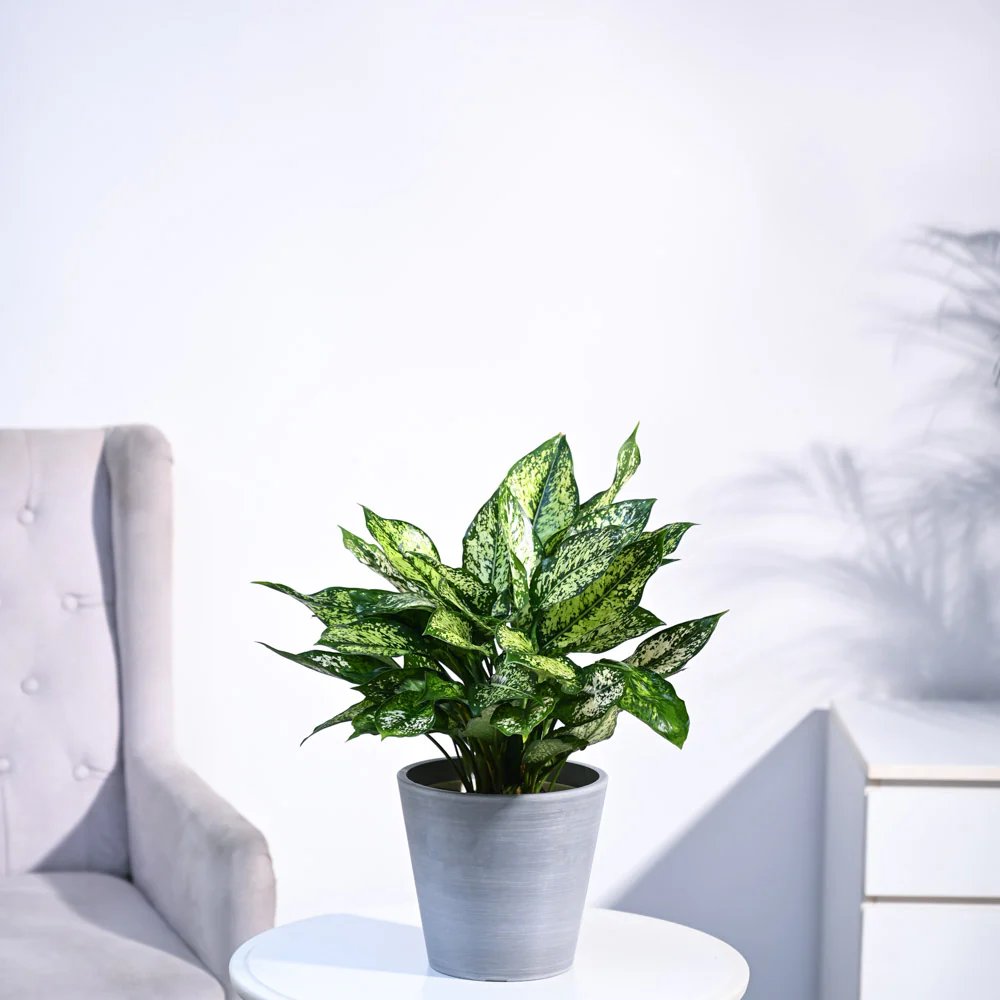 Aglaonema Snow White Plant - Image 45