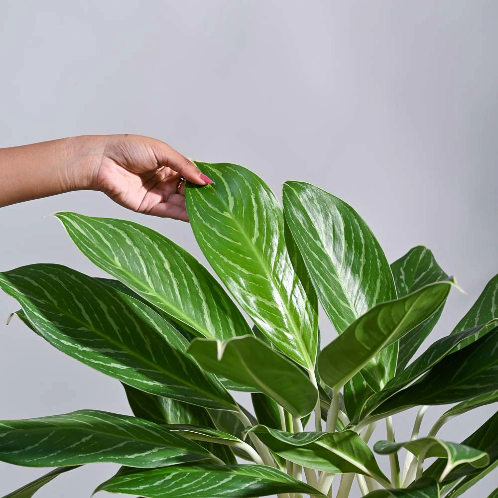 Aglaonema Stripes Plant - XL - Image 3