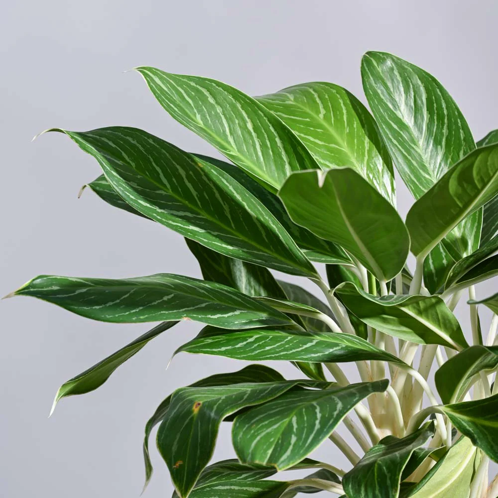 Aglaonema Stripes Plant - XL - Image 4