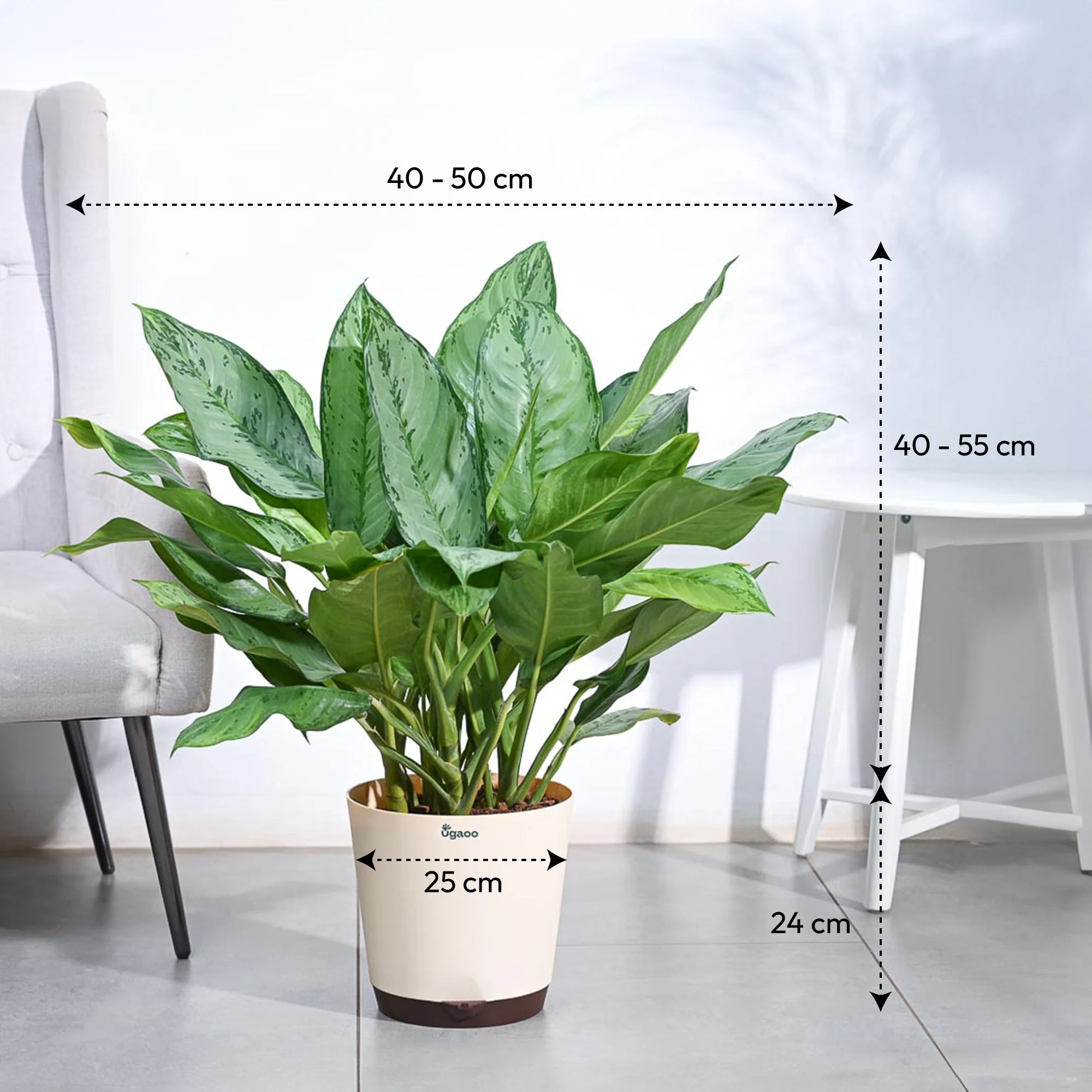 Aglaonema Stripes Plant - XL - Image 5