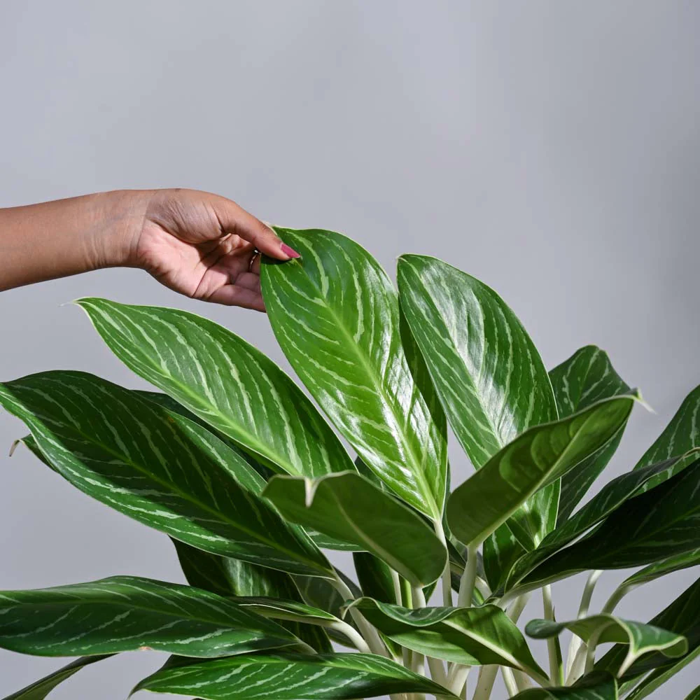 Aglaonema Stripes Plant - XL - Image 6