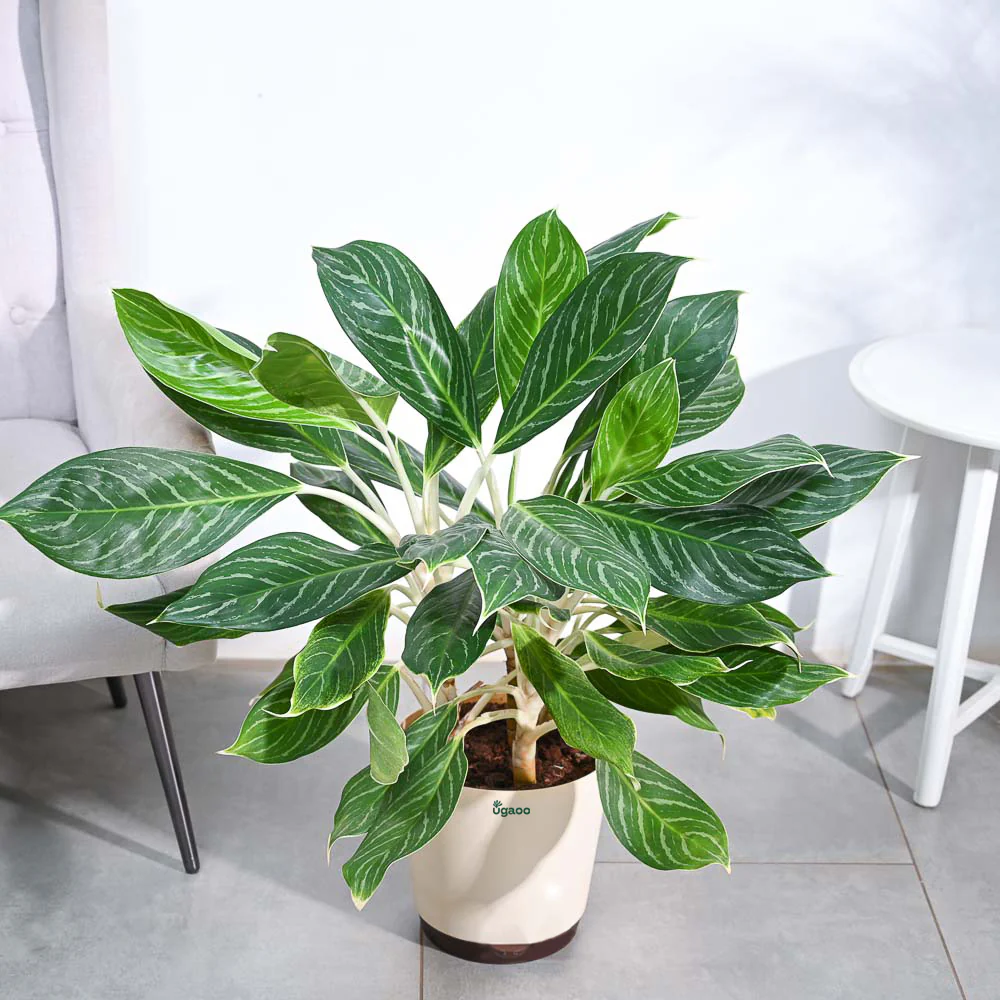 Aglaonema Stripes Plant - XL - Image 8