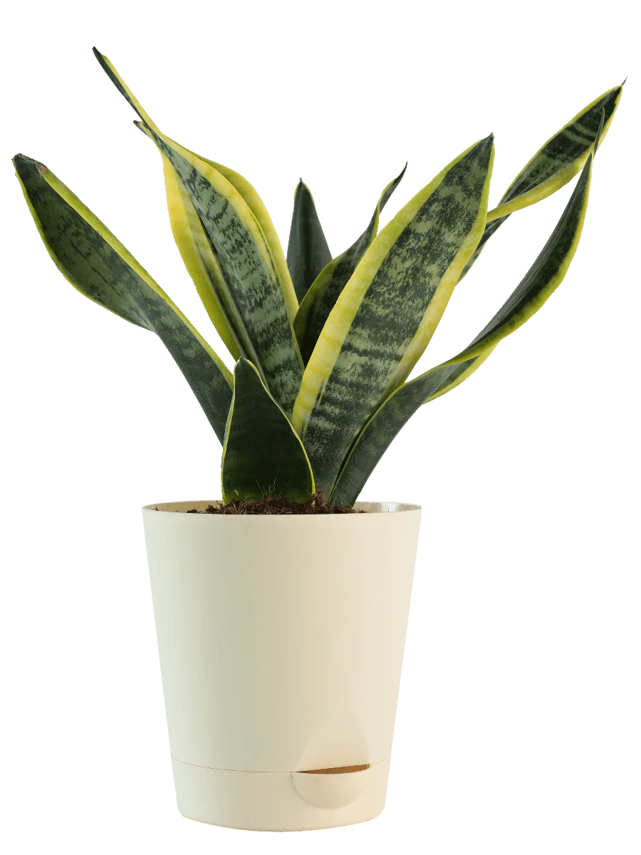 Air Purifying Plant Bundle - Areca Palm, Sansevieria Futura Superba - Image 3
