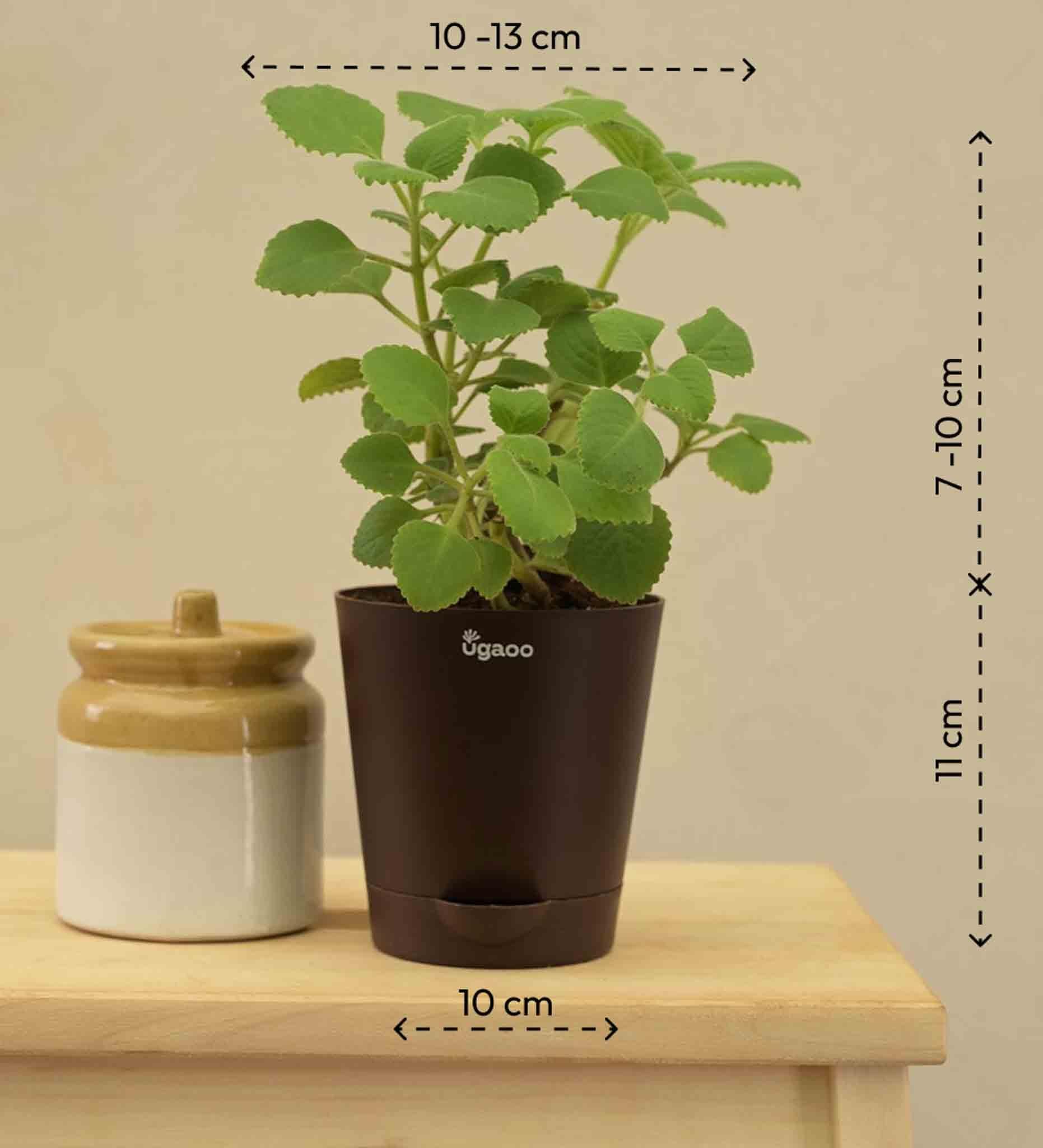 Ajwain Plant Gift Hamper - Image 4
