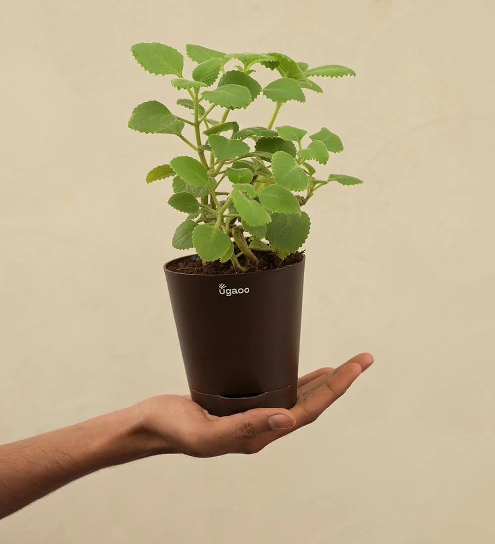 Ajwain Plant Gift Hamper - Image 5