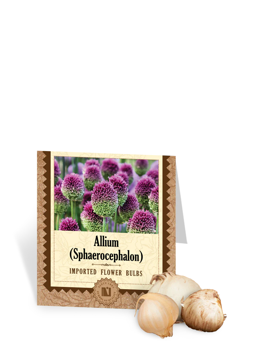 Allium Sphaerocephalon Bulbs - Image 2