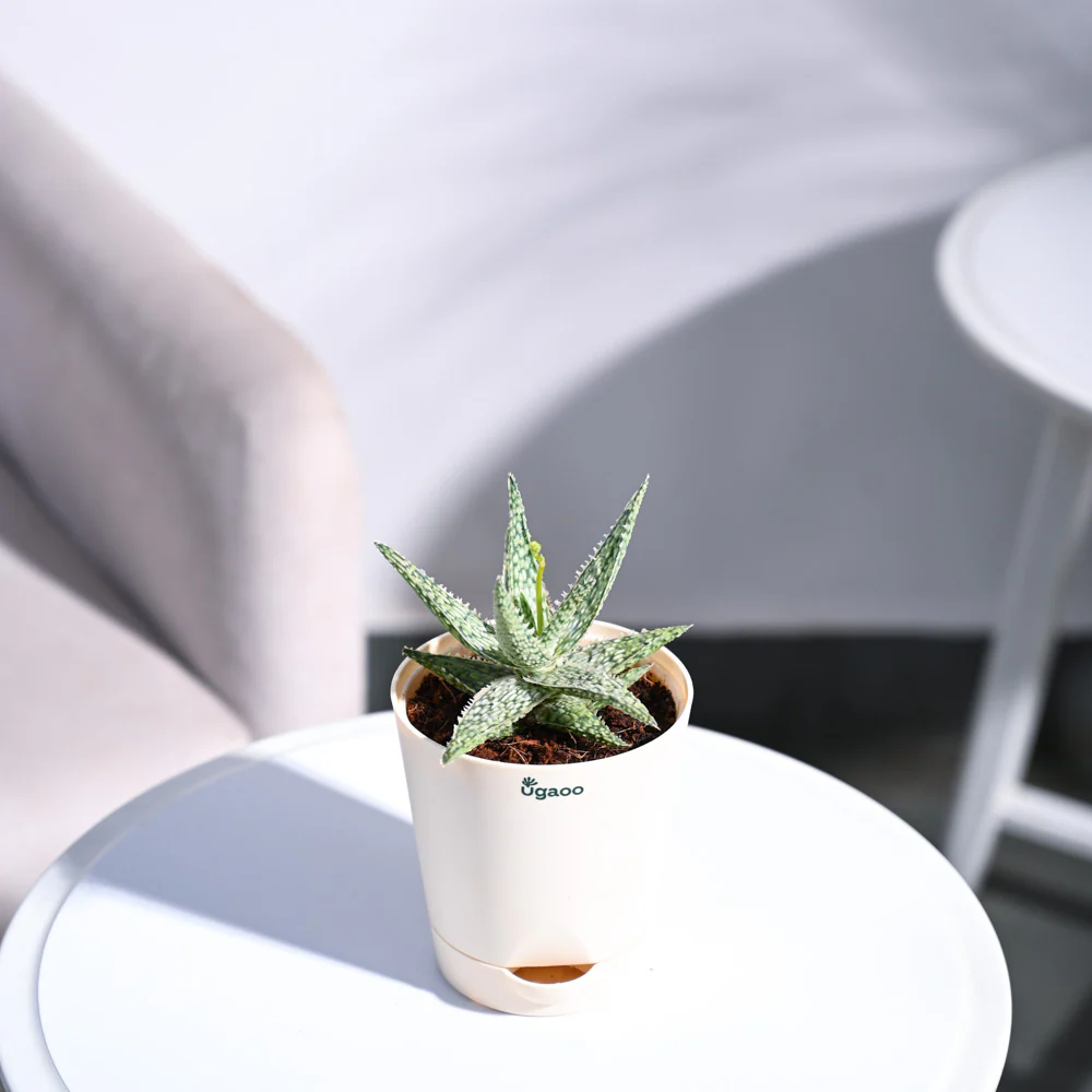 Aloe Blizzard Plant - Image 37