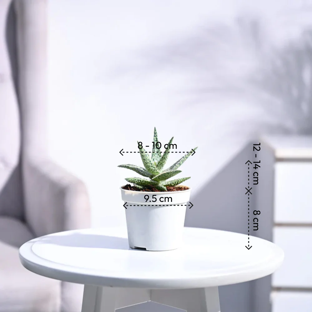 Aloe Blizzard Plant - Image 4