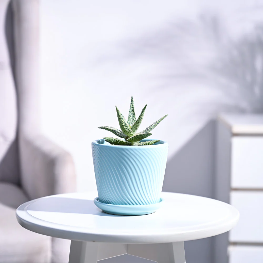 Aloe Blizzard Plant - Image 54