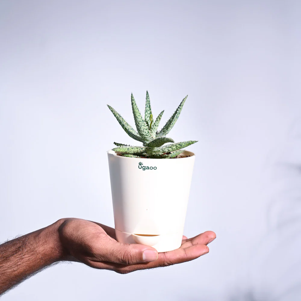 Aloe Blizzard Plant - Image 60